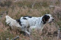 Setter Anglais GWENTO DE L'ARTZ Setter Anglais GWENTO DE L'ARTZ